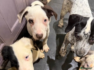 Mixed Breed dogs Collie x Dalmatian Puppies - Advert 6