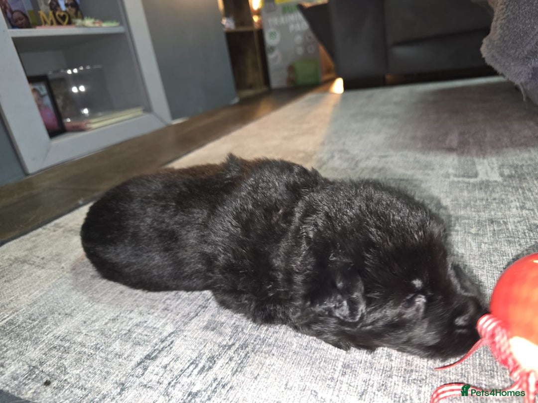 German Shepherd dogs for sale: READY TO LEAVE 3 LITTLE GSD GIRLS - Advert 15