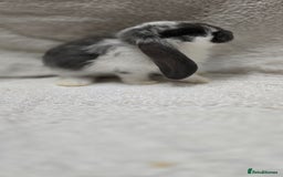French Lop rabbits for sale: Beautiful French Lop Bunnies - Image 8