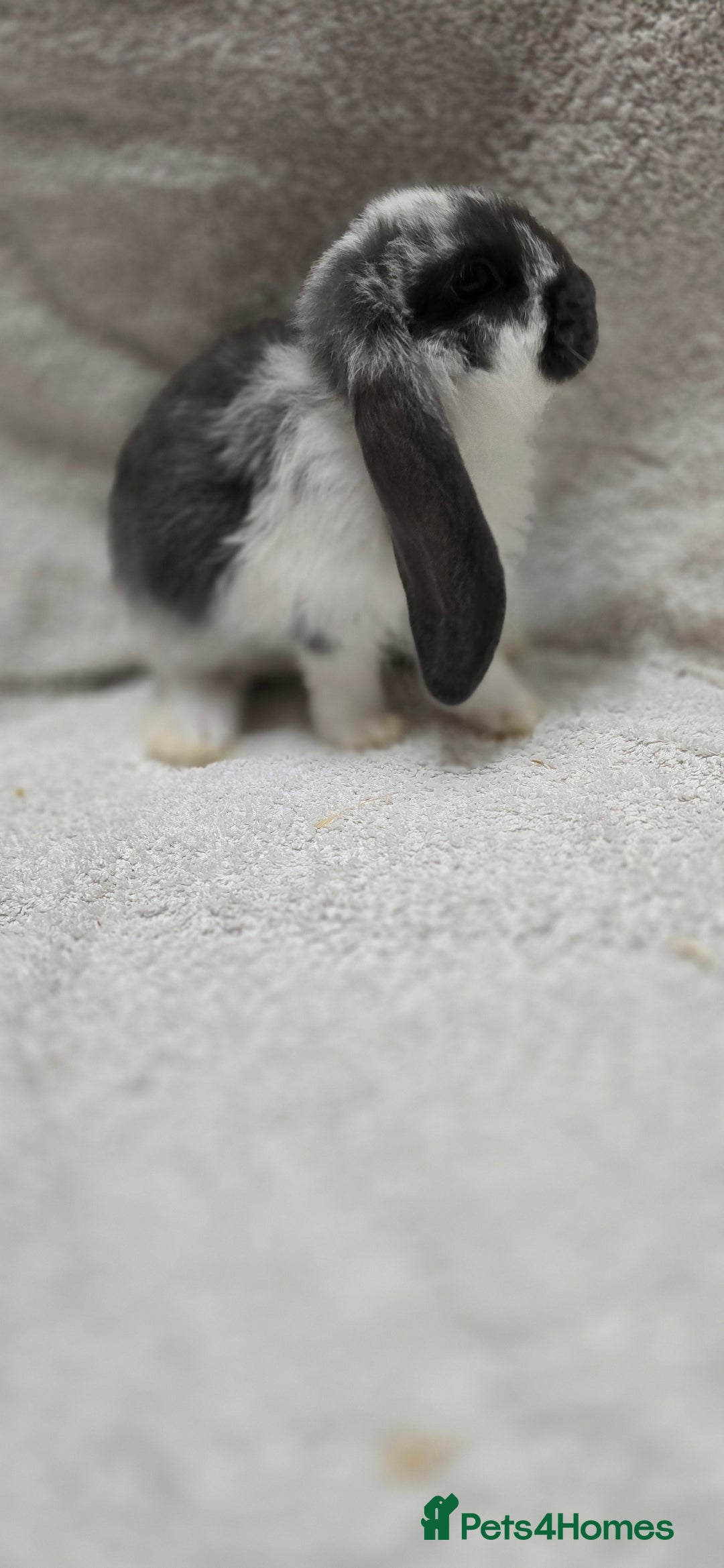 French Lop rabbits for sale: Beautiful French Lop Bunnies - Image 8