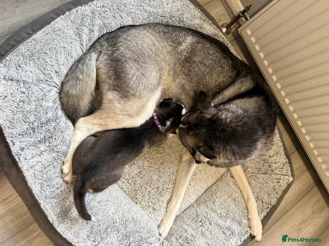 Siberian Husky dogs for sale: Gorgeous, Healthy & Fully Insured Siberian puppies in Stanmore - Advert 39