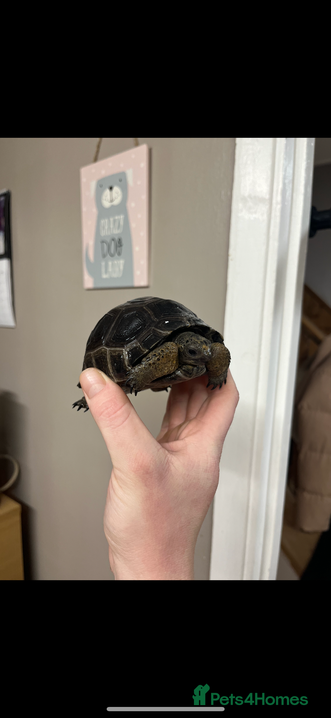 Tortoise reptiles for sale: aldabra tortoise Stunning example - Image 1