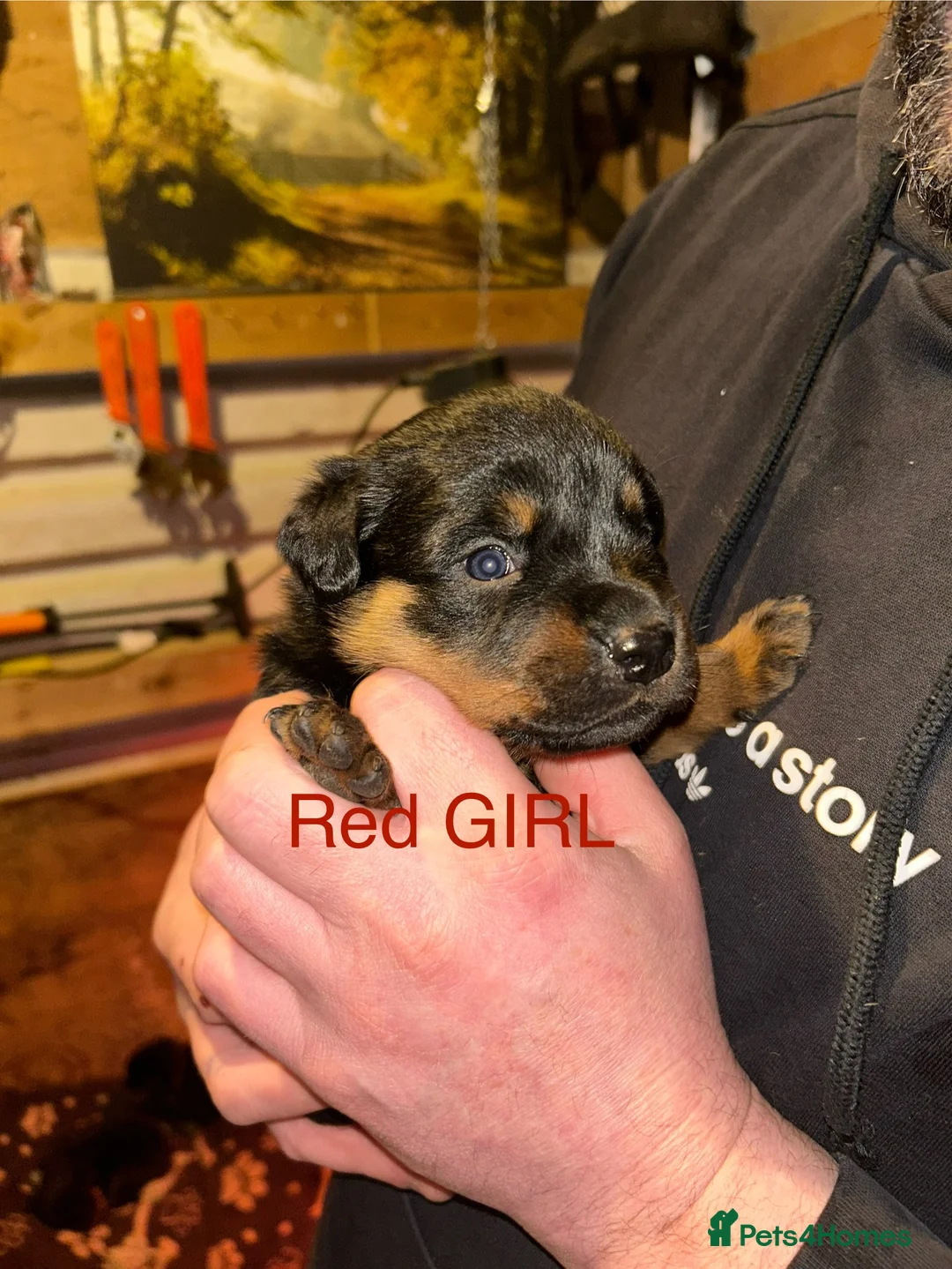 Rottweiler dogs for sale: CHUNKY BEAUTIFUL ROTTWEILERS   - Advert 8