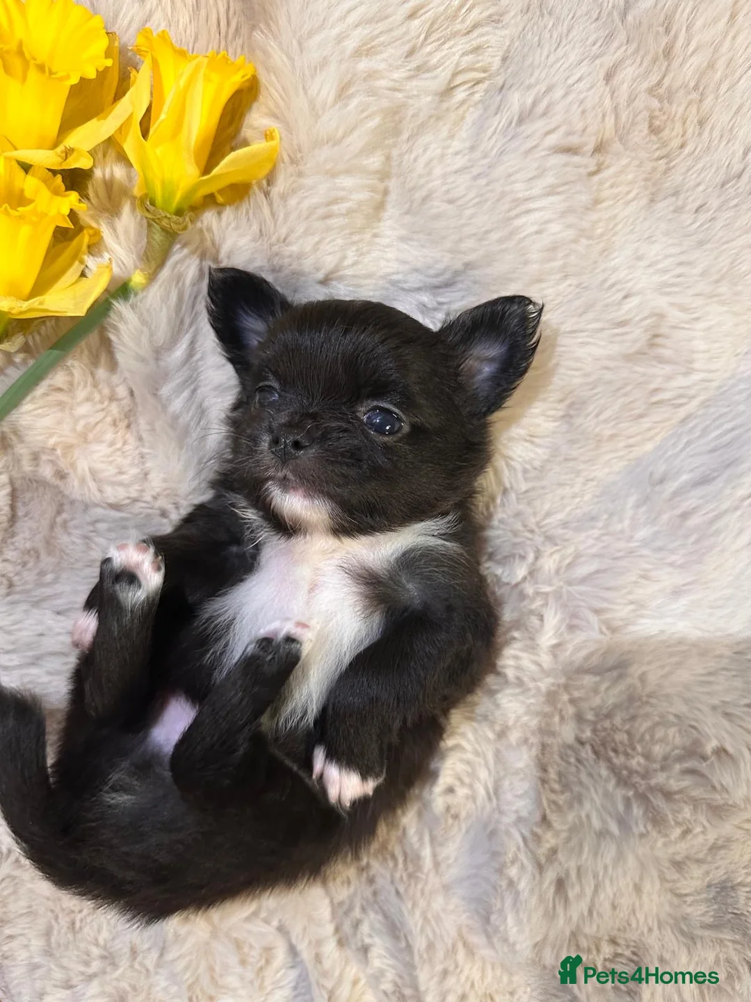 Chihuahua dogs for sale: Long hair, beautiful chihuahuas - Advert 26