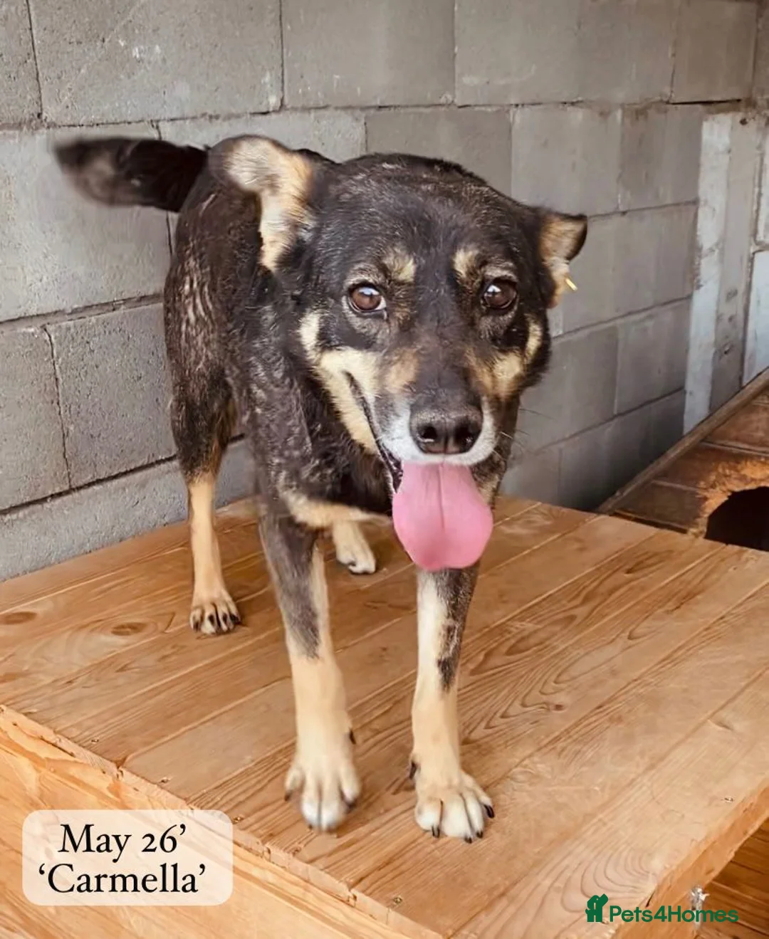 Mixed Breed dogs for adoption: Carmella, 8 yrs approx. Available for adoption. - Advert 2