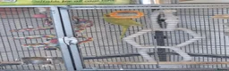 Ringnecks birds for sale: Indian ring neck  in Westcliff-on-Sea - Advert 2
