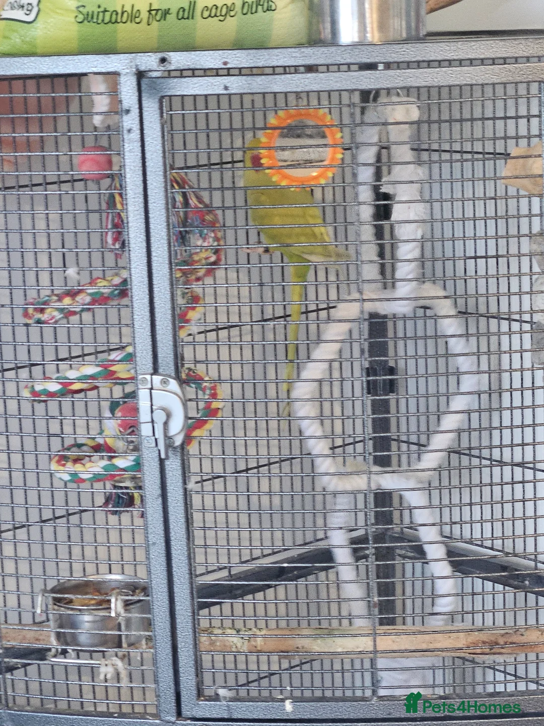 Ringnecks birds for sale: Indian ring neck  in Westcliff-on-Sea - Advert 2