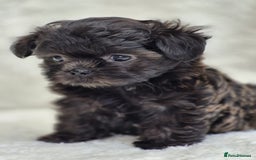 Shih Tzu dogs for sale: Gorgeous Small Imperial Shih tzu puppies READY - Image 18