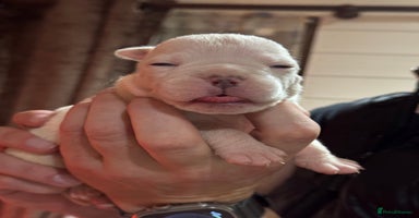 Olde English Bulldogge dogs Olde English Bulldogges puppies  - Advert 3