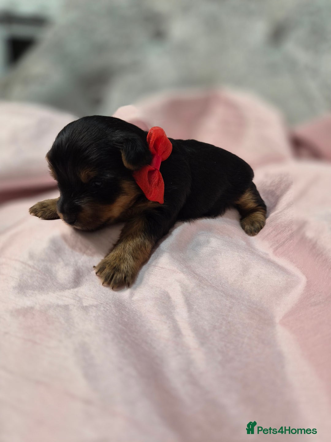 Yorkshire Terrier dogs for sale: Beautiful 7-puppies Yorkshire Terrier - Advert 4