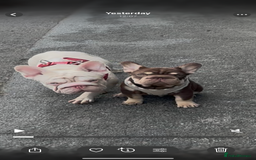 French Bulldog dogs for sale: Kc reg male ** rojo frenchie fluffy carrier - Image 2