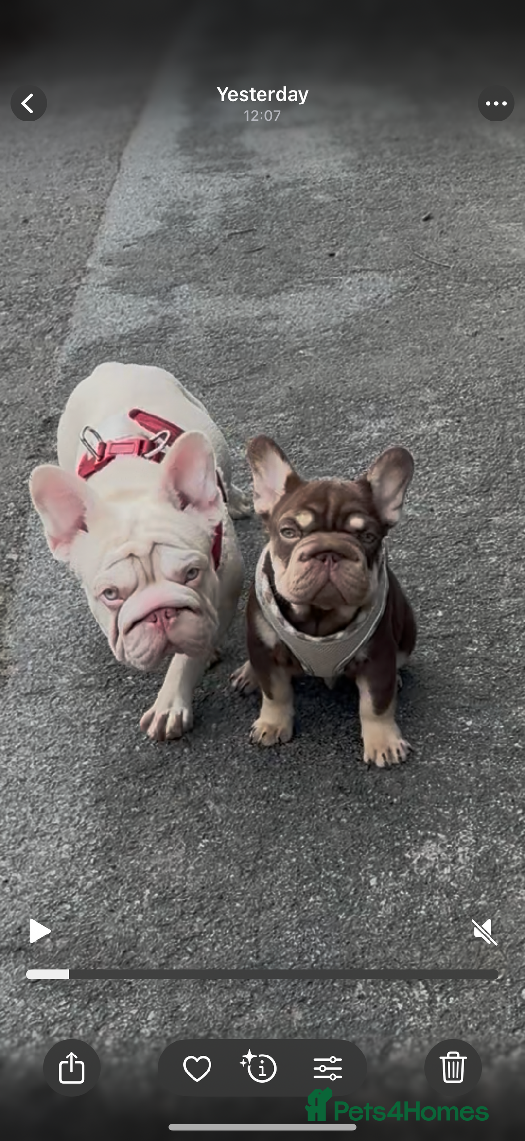 French Bulldog dogs for sale: Kc reg male ** rojo frenchie fluffy carrier - Image 2