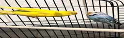 Budgerigars birds for sale: 3 gorgeous colourful budgies with cage  - Advert 7