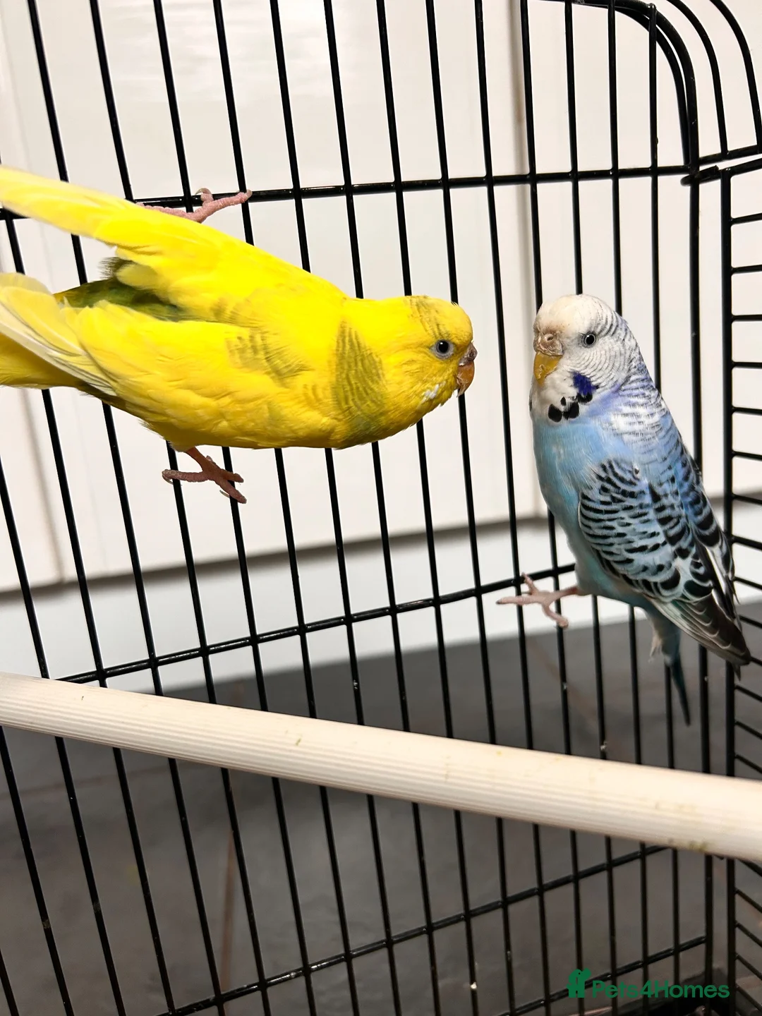 Budgerigars birds for sale: 3 gorgeous colourful budgies with cage  - Advert 7