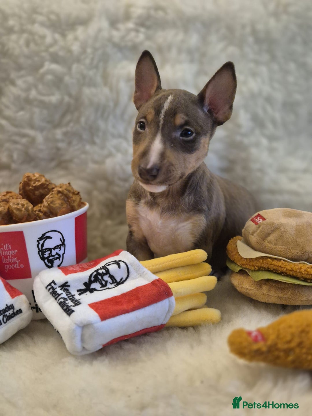 Miniature Bull terrier dogs for sale: 🐾 Exclusive Miniature Bull Terrier Puppies🐾  - Advert 27