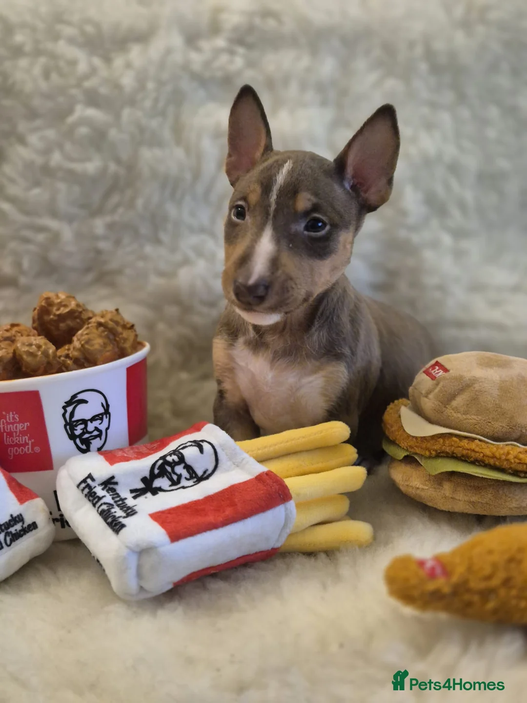 Miniature Bull terrier dogs for sale: REDUCED Exclusive Miniature Bull Terrier Pups  - Advert 24