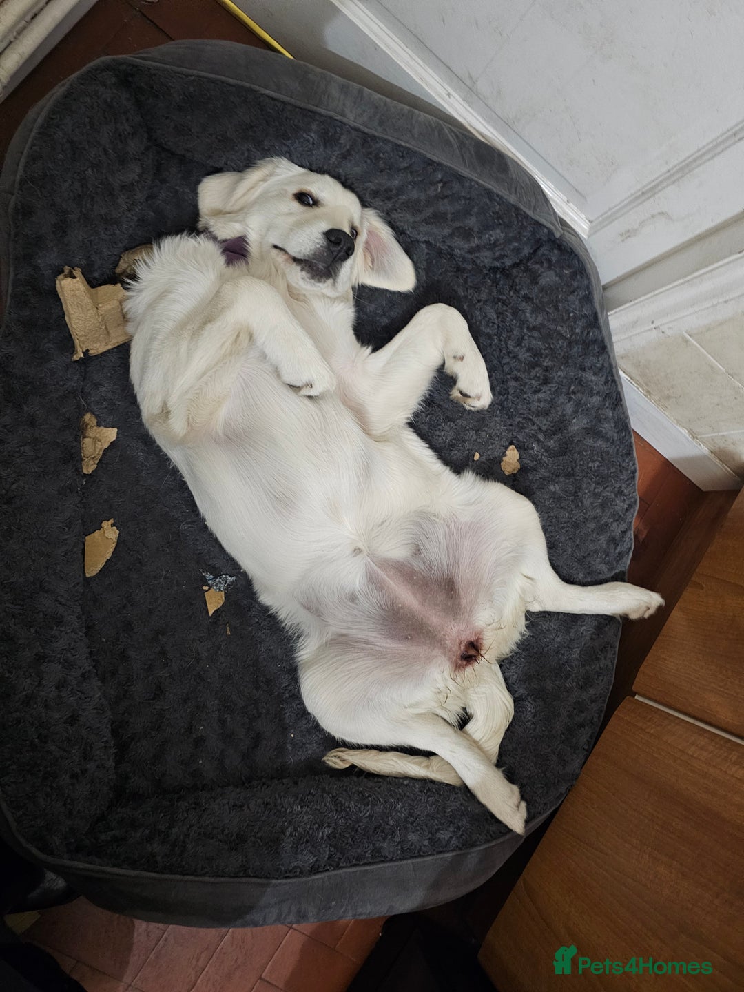 Golden Retriever dogs for sale: KC Reg Golden Retriever (F) 8mo – £1,100 ONO - Advert 8