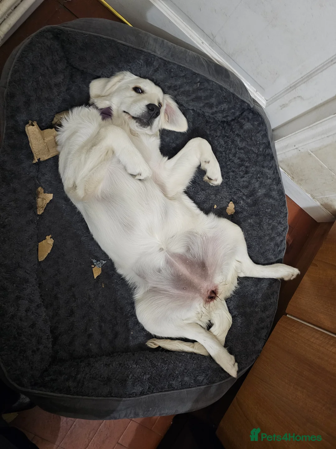 Golden Retriever dogs for sale: KC Reg Golden Retriever (F) 8mo – £1,100 ONO - Advert 8