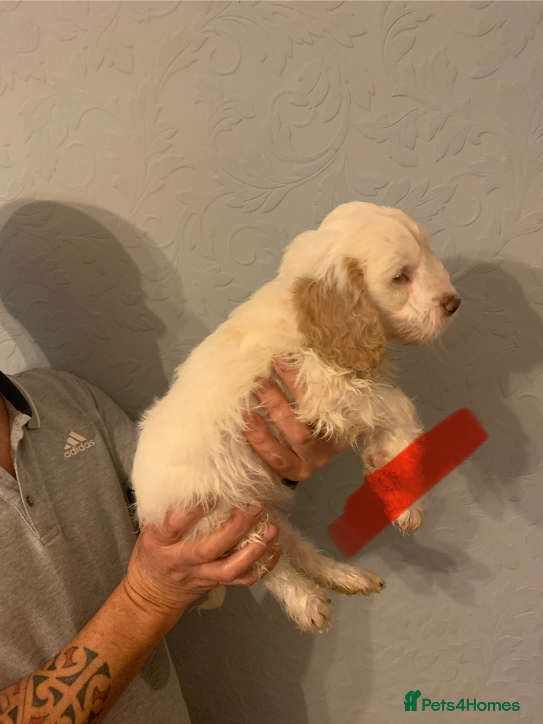 Cockapoo dogs for sale: FABULOUS LITTER OF COCKAPOO PUPPY’S - Advert 6