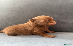 Pomchi dogs for sale: Stunning little loving girl - Image 8