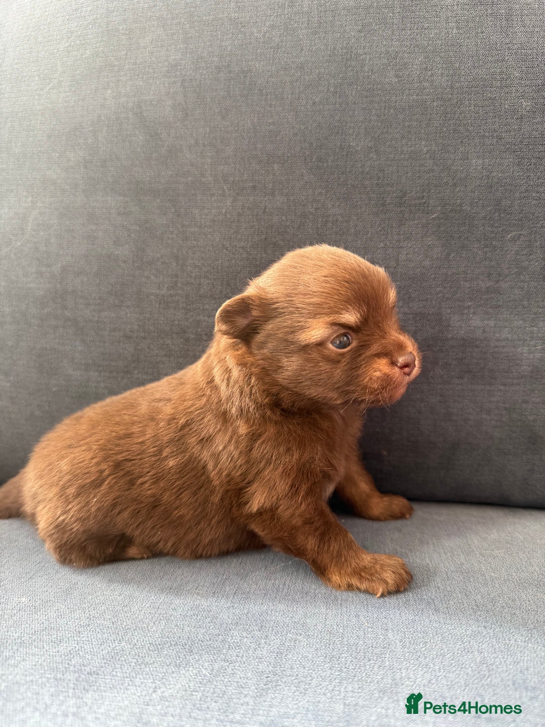 Pomchi dogs for sale: Stunning little loving girl - Image 8