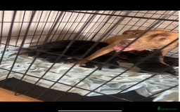 Staffordshire Bull Terrier dogs for sale: Staffy Puppy  - Image 2