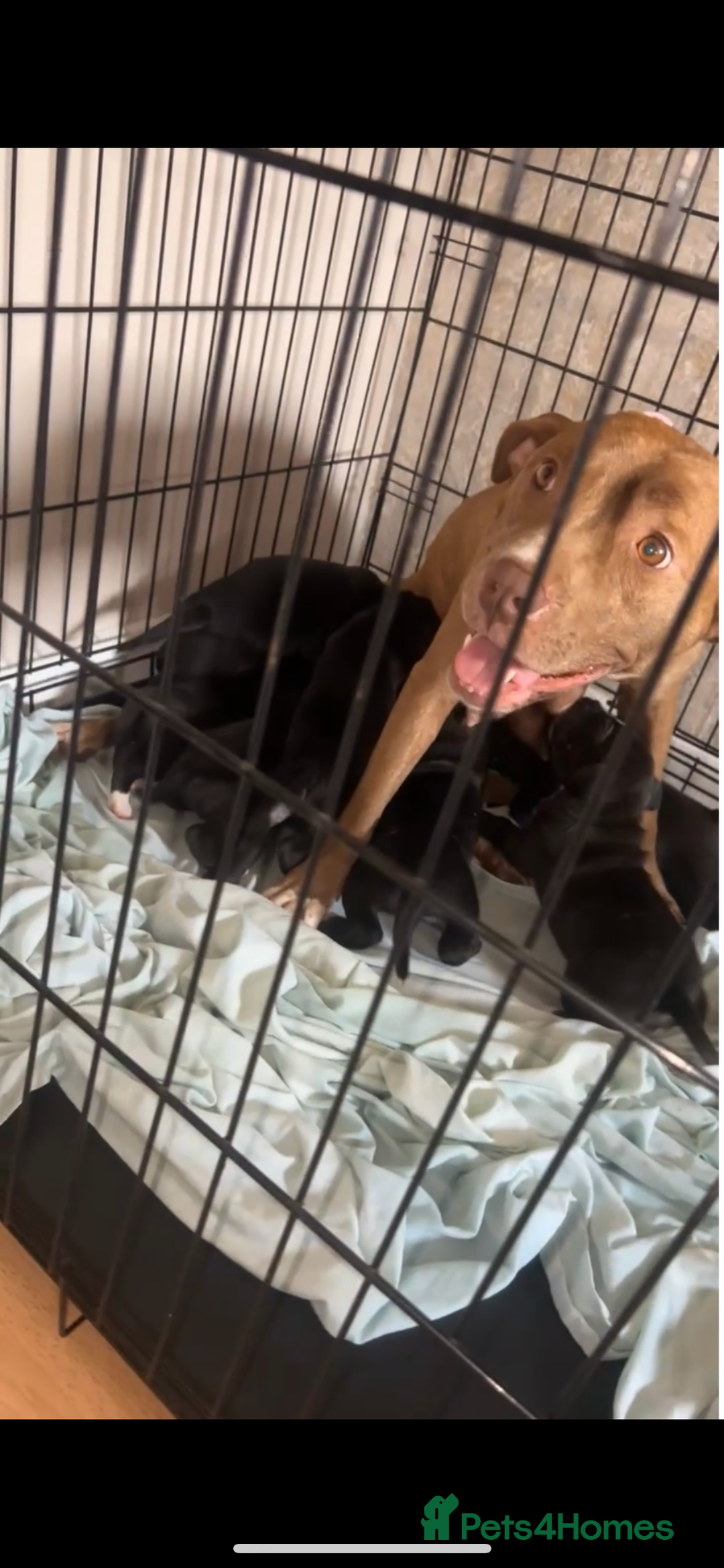 Staffordshire Bull Terrier dogs for sale: Staffy Puppy  - Image 2