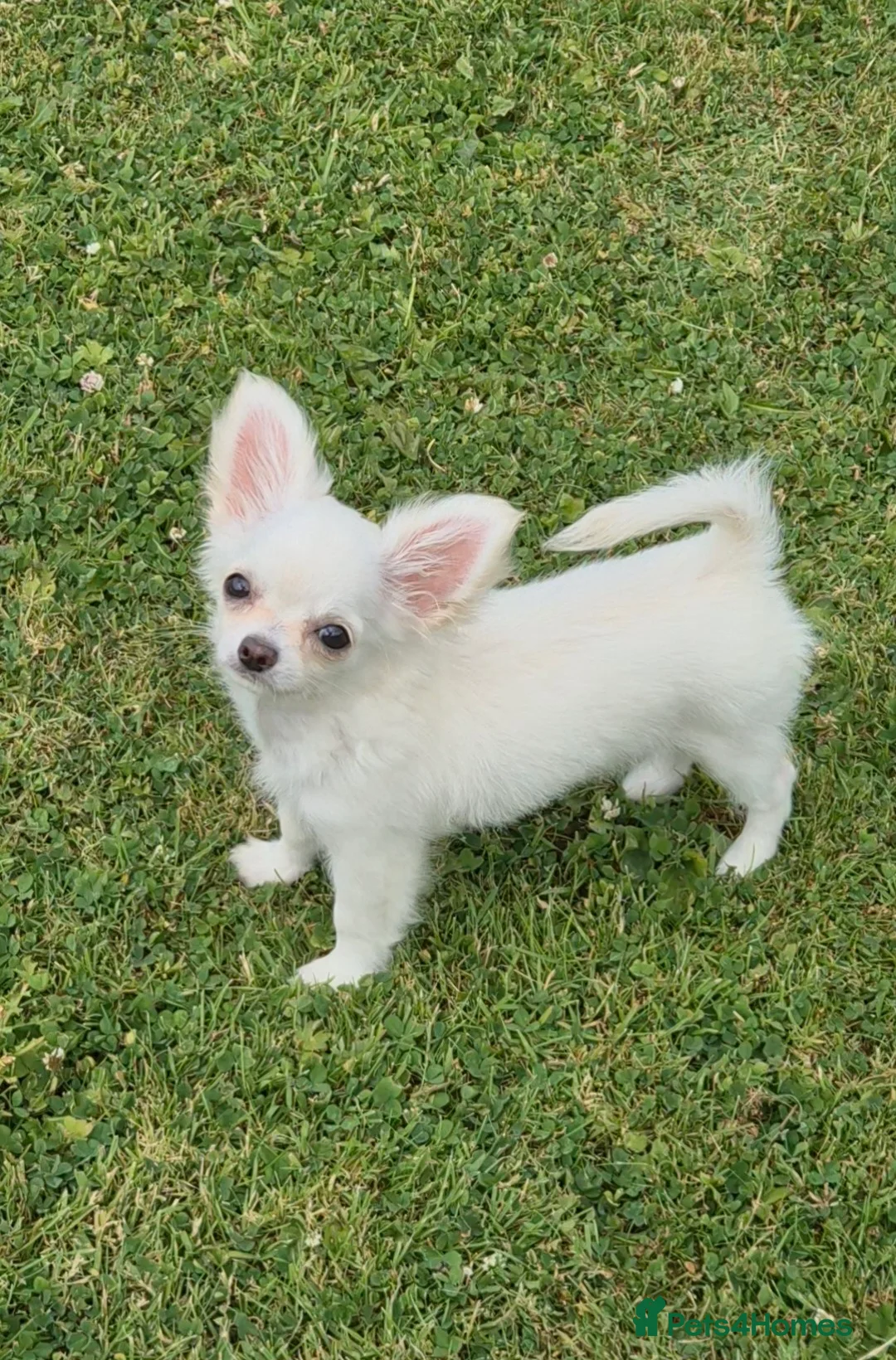 Chihuahua dogs for sale: KC registered 6 months old Longcoat puppy - Advert 5