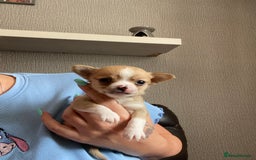 Chorkie dogs for sale: 2 stunning little chorkies - Image 2