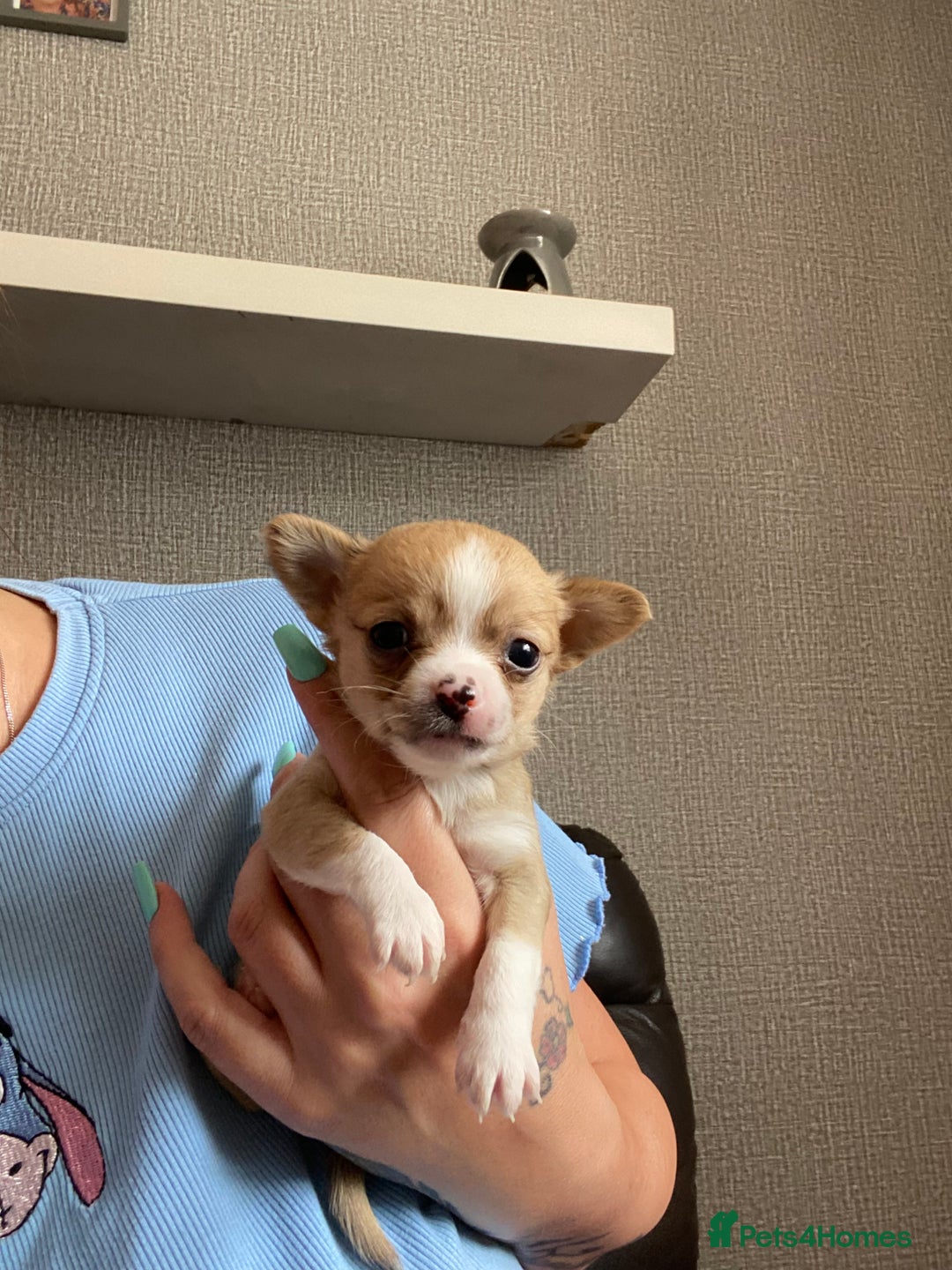 Chorkie dogs for sale: 2 stunning little chorkies - Image 2