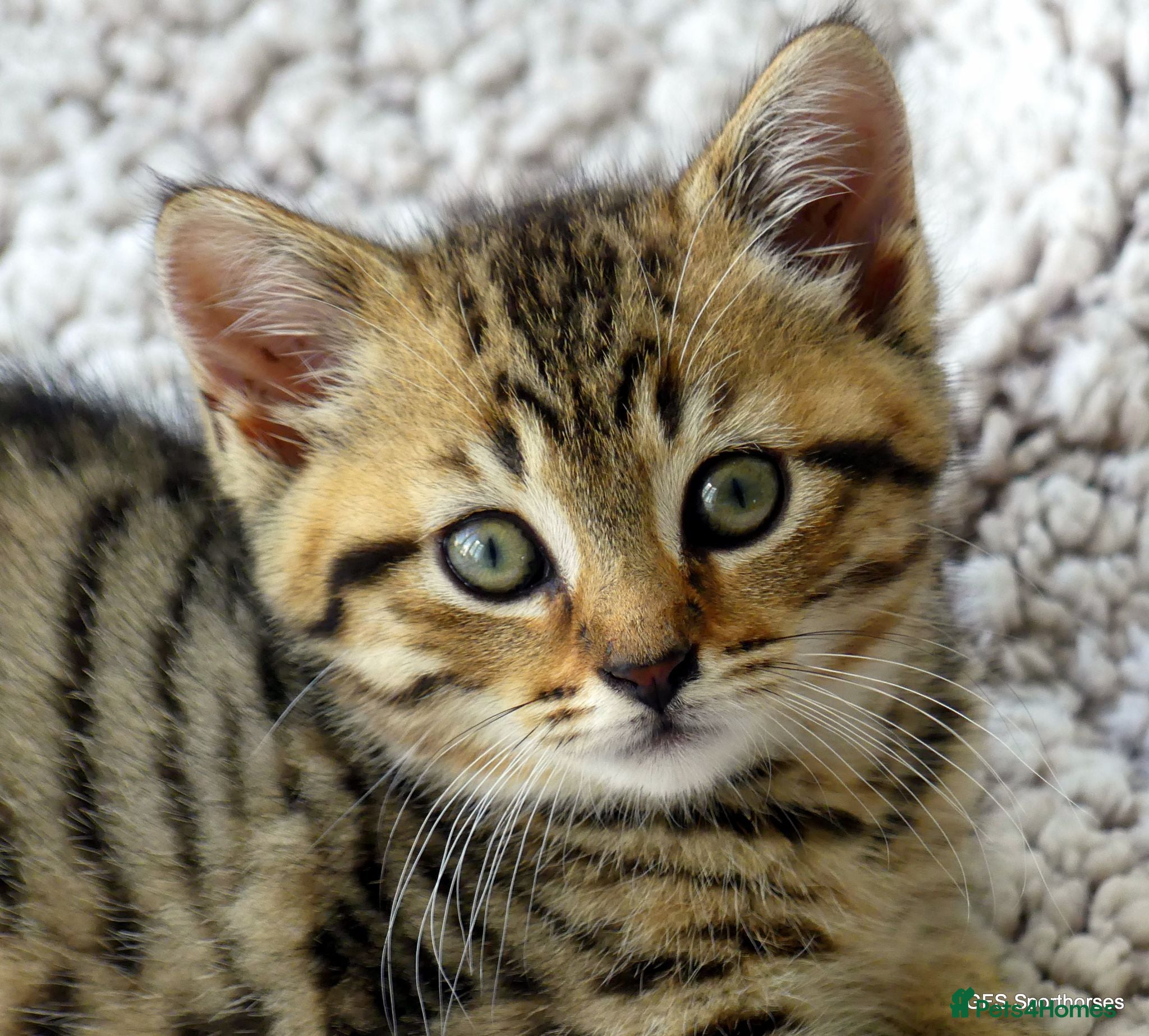 Mixed Breed cats Adorable Ragdoll x Maine Coon mix kittens  - Advert 12
