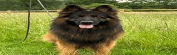 German Shepherd dogs for sale: striking gsd puppies in Birmingham - Advert 2