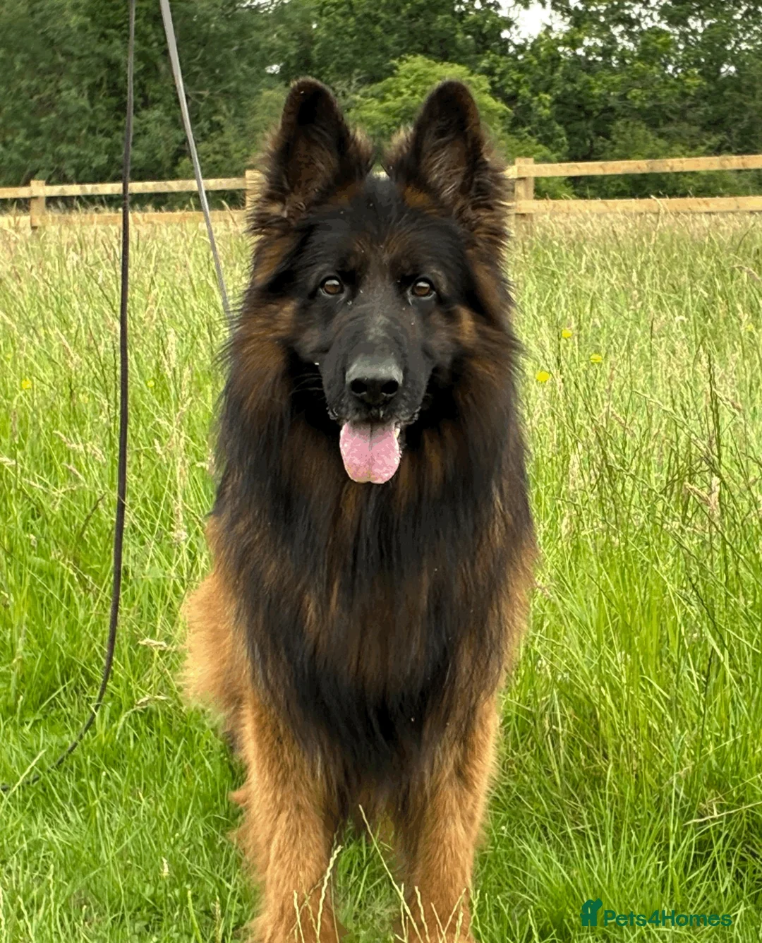 German Shepherd dogs for sale: striking gsd puppies in Birmingham - Advert 2