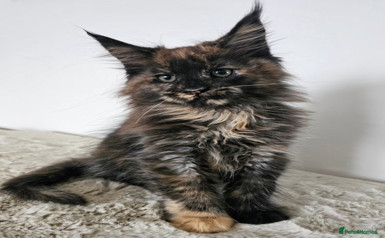 Maine Coon cats - Advert 10