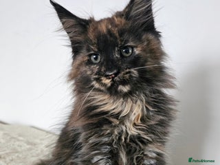 Maine Coon cats Beautiful Maine Coon kittens - Advert 8