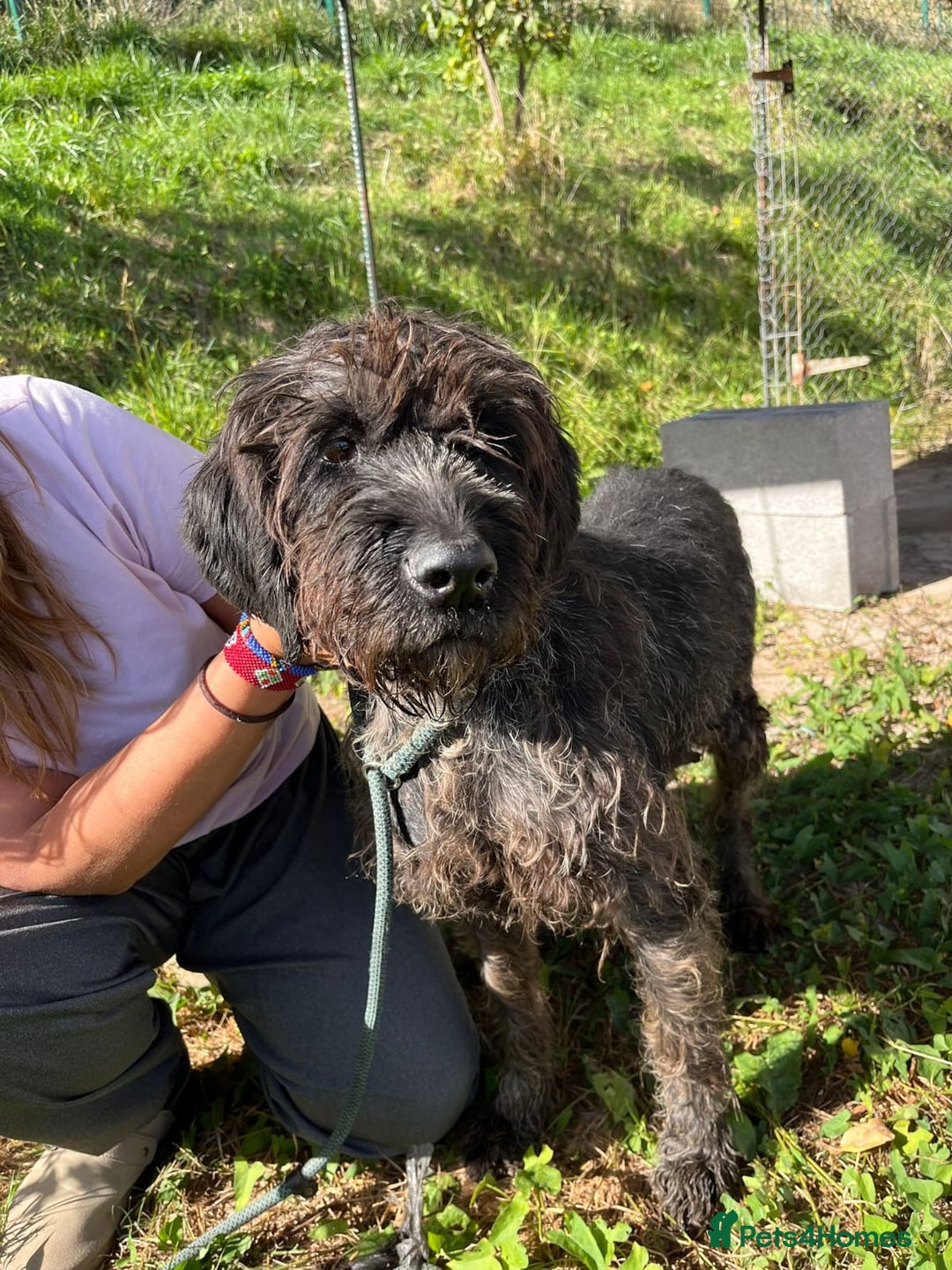 German Wirehaired Pointer dogs for adoption: German Wirehaired Pointer Orla  - Advert 7