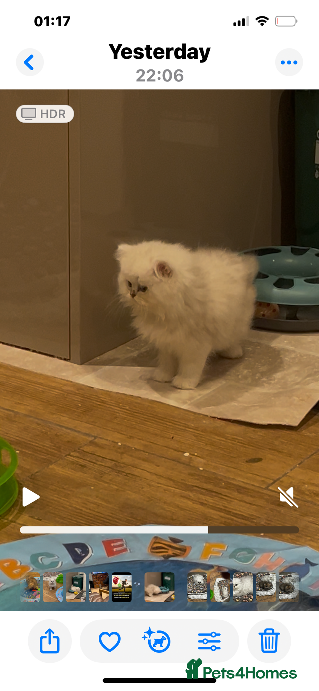 Persian cats for sale: FEMALE SILVER TIPPED CHINCHILLA PERSIAN  - Image 3