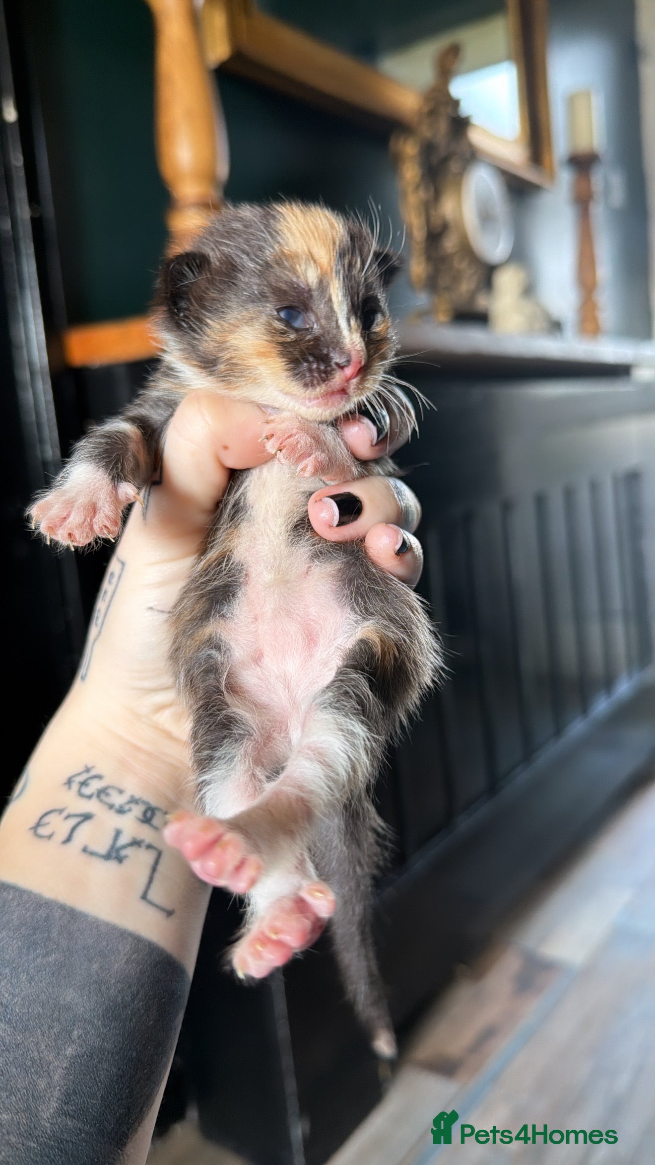 Ragdoll cats Ragdoll x Maine coon - Advert 3