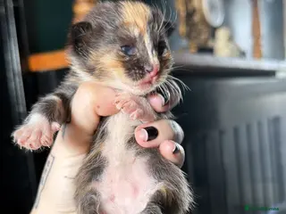 Ragdoll cats Ragdoll x Maine coon - Advert 3