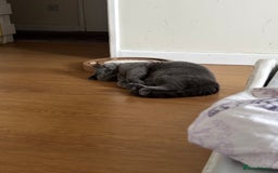 British Shorthair cats for sale: My sweetheart Mylo - Image 3
