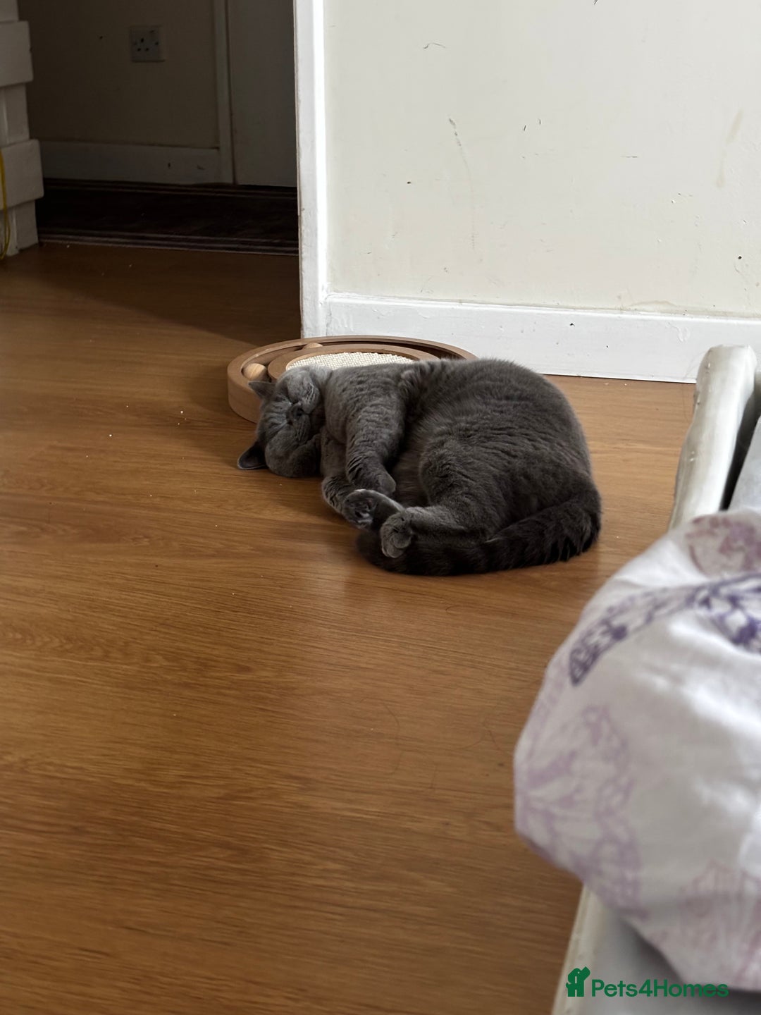British Shorthair cats for sale: My sweetheart Mylo - Image 3