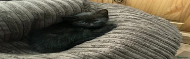 Mixed Breed Kitten 5