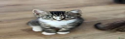 Mixed Breed cats for sale: Beautiful tabby kittens  - Advert 5
