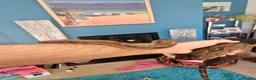 Boa Snake reptiles for sale: isle de maize dwarf boa+ vivarium in West Bromwich - Advert 1