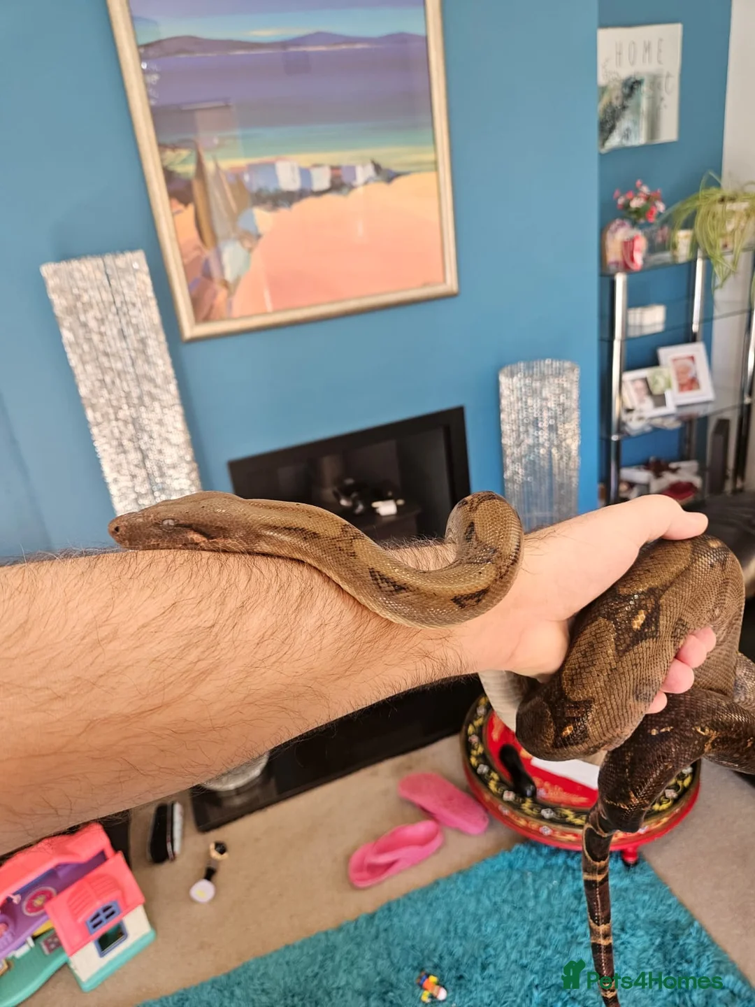 Boa Snake reptiles for sale: isle de maize dwarf boa+ vivarium in West Bromwich - Advert 1