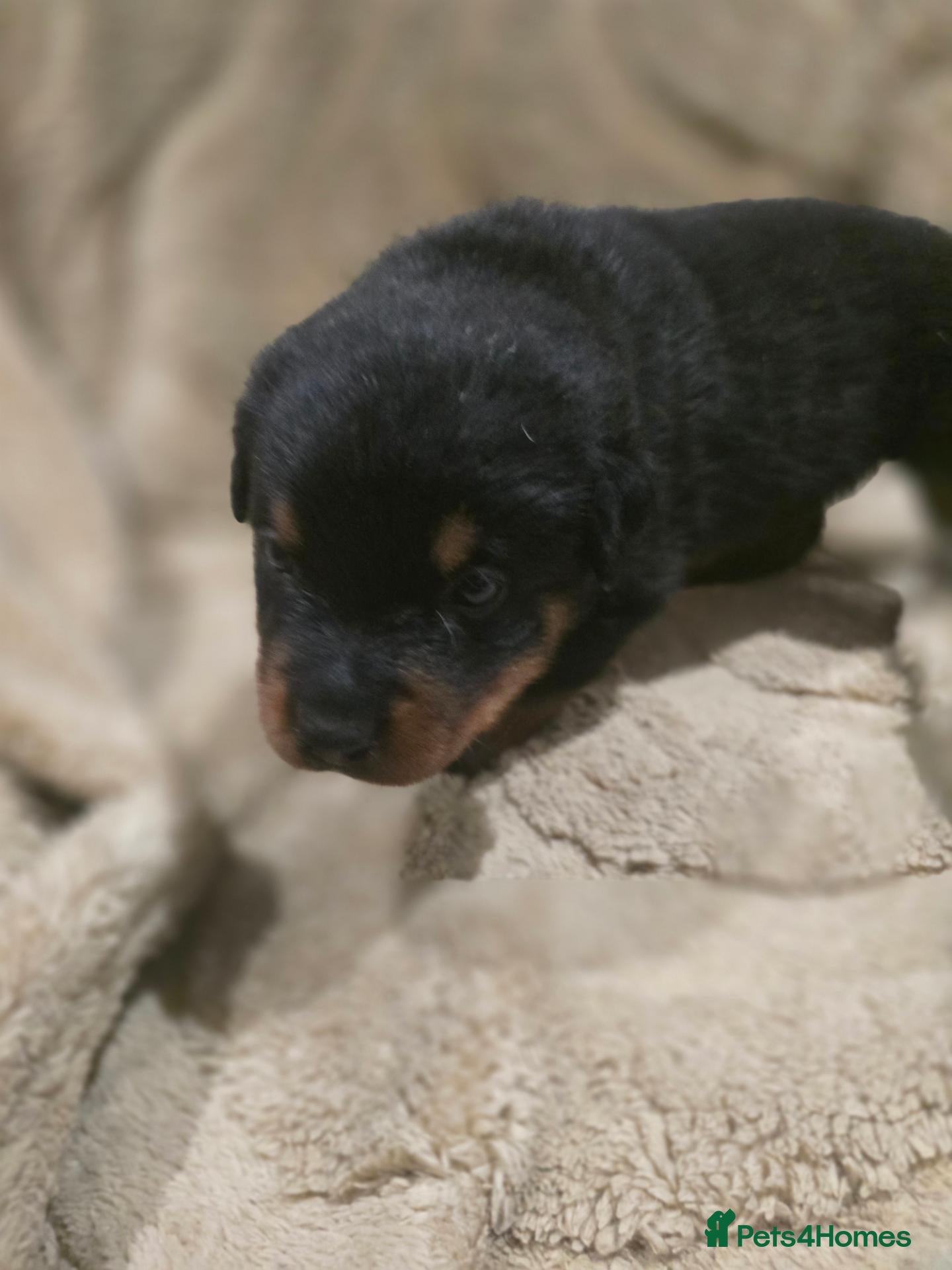 Rottweiler dogs Last boy - Advert 7