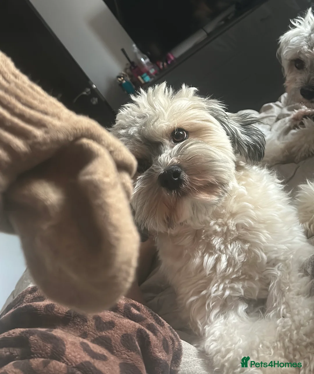 Havanese dogs for stud: Our sweetheart Teddy is now available for stud. - Advert 6