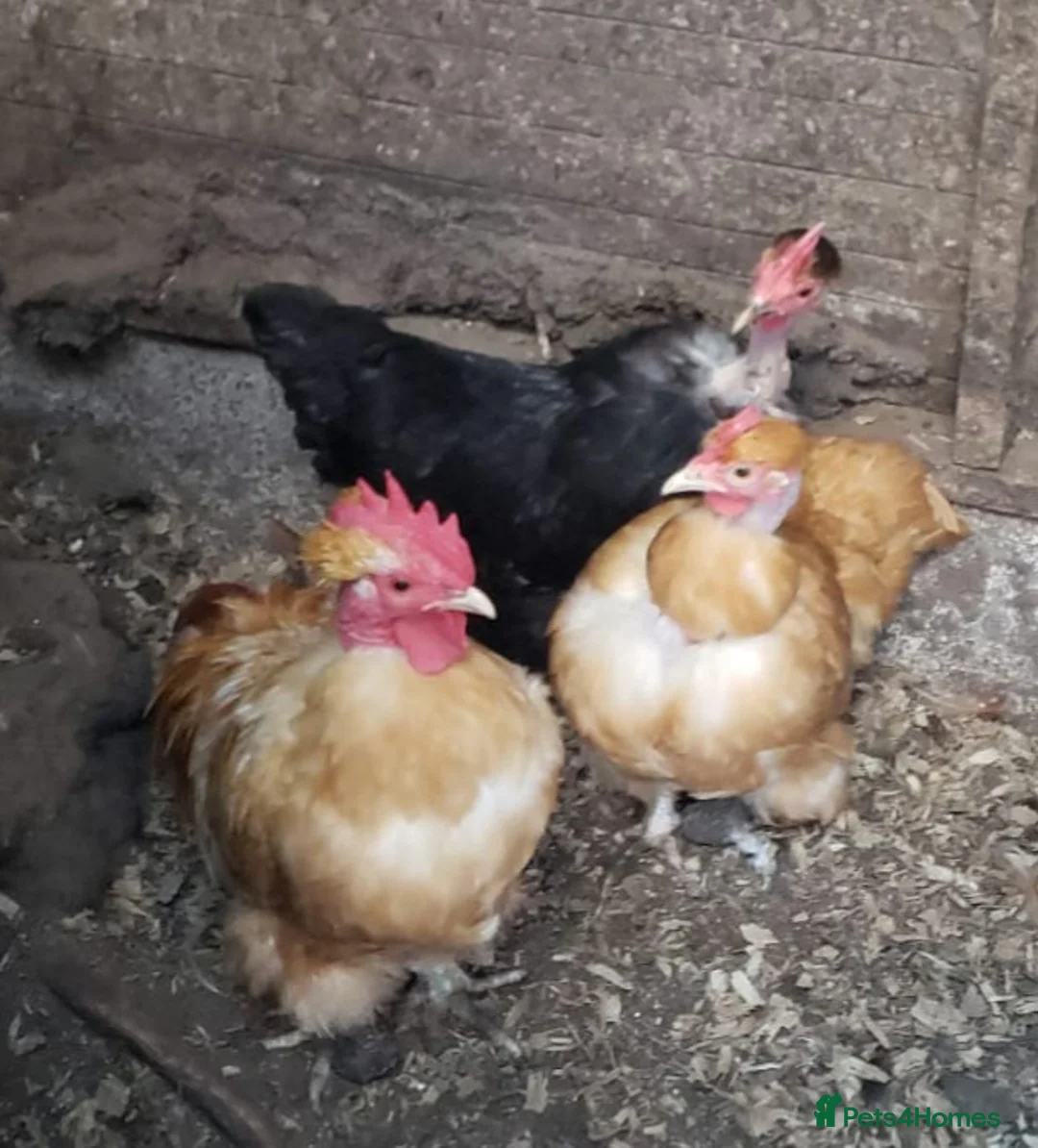 Chickens poultry for sale: Guinea Fowl, OEG Game, Naked Neck. Red Turkey, Orp - Advert 3