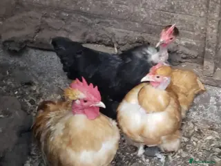 Chickens poultry Guinea Fowl, OEG Game, Naked Neck. Red Turkey, Orp - Advert 21