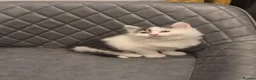 Mixed Breed cats for sale: Maincoon x kitten - Advert 1